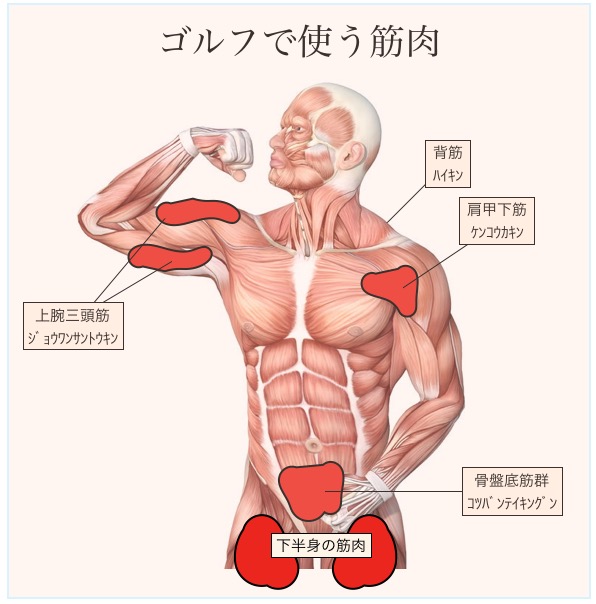 是正 保存 第 ゴルフ 筋肉 Hikaku Katekyo Jp