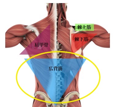 広背筋0
