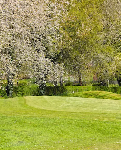 sakura-golf-course